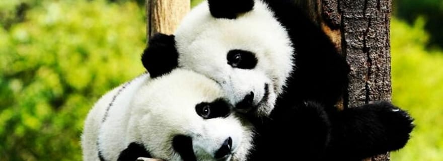 Shanghai : Zoo et tour en bateau de la ville d'eau de Zhujiajiao