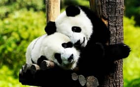 Zhujiajiao Water Town Private Tour with Shanghai Zoo & Panda