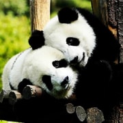 Shanghai: Zoo and Zhujiajiao Water Town Tour with Boat Ride | GetYourGuide