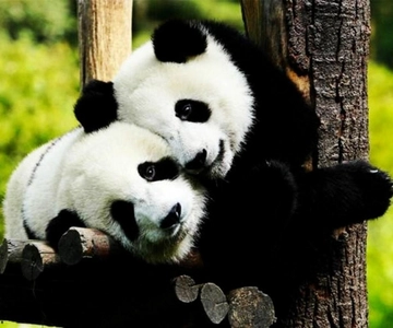 Shanghai: Zoo and Zhujiajiao Water Town Tour with Boat Ride