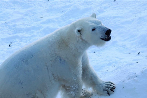 Rovaniemi: trip to the Ranua Zoo (transportation, tickets)