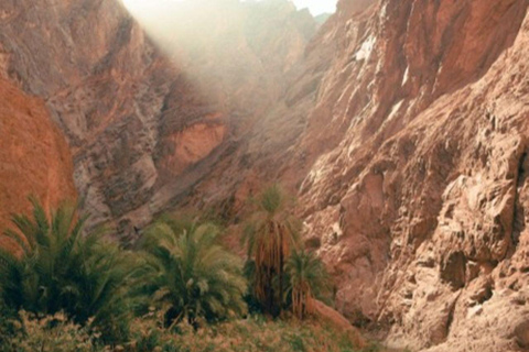 AlUla: Wadi AlDissah Hike and Safari with Lunch