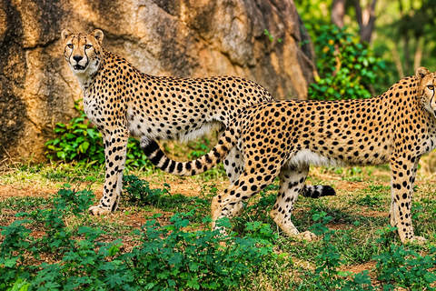 Ridiyagama: Safari Adventure with Lions, Tigers & Elephants