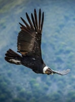 Vuelo del cóndor en Colca 2 días 1 noche - Housity