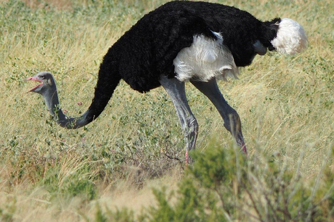 3 Days, 2 nights safari to Samburu National Reserve 3 Days private safari in a 4x4 Landcruiser jeep