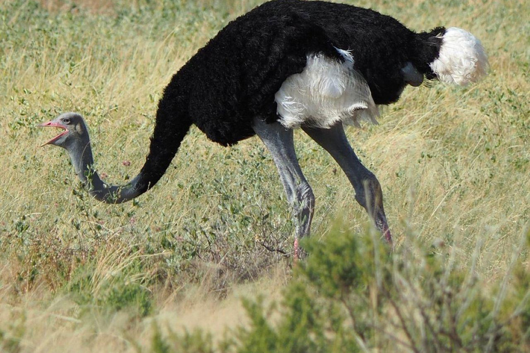 3 Days, 2 nights safari to Samburu National Reserve 3 Days private safari in a 4x4 Landcruiser jeep