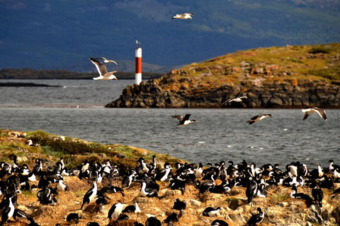 Ushuaia: Boat Trip to Isla Martillo: Penguins in the Beagle Channel Ushuaia: Navigation to Martillo Island: Penguins along the Beagle Channel