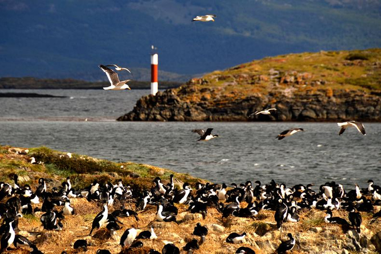 Ushuaia: Boat Trip to Isla Martillo: Penguins in the Beagle Channel Ushuaia: Navigation to Martillo Island: Penguins along the Beagle Channel