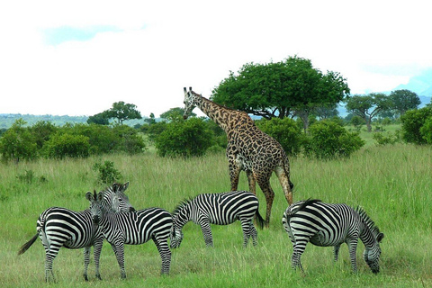 3-days 2-nights Zanzibar to Mikumi Safari wildlife-bye Boat