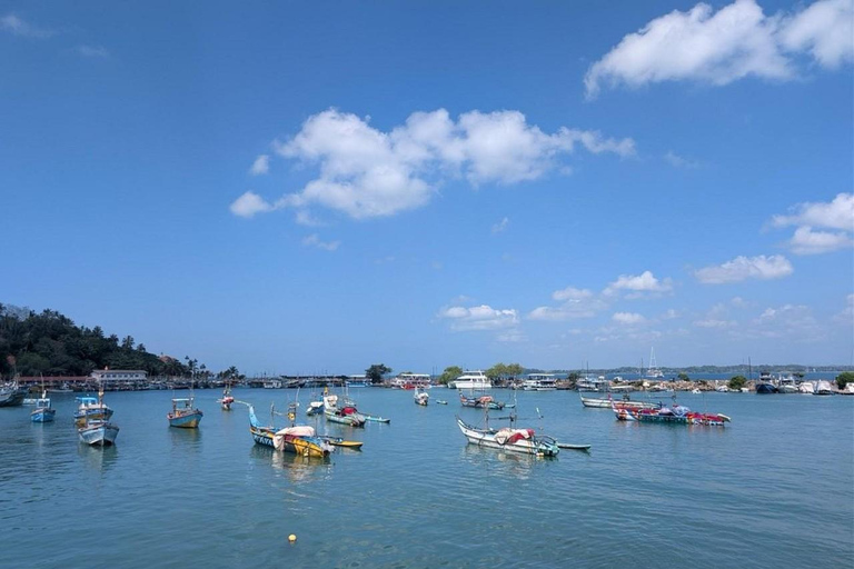 Mirissa: Whale & Dolphin Watching Boat Tour with Pickup Include Government Tax Fee