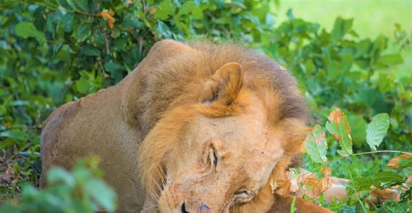 From Zanzibar: 2 Days 1 Night Selous GR Safari with Flights