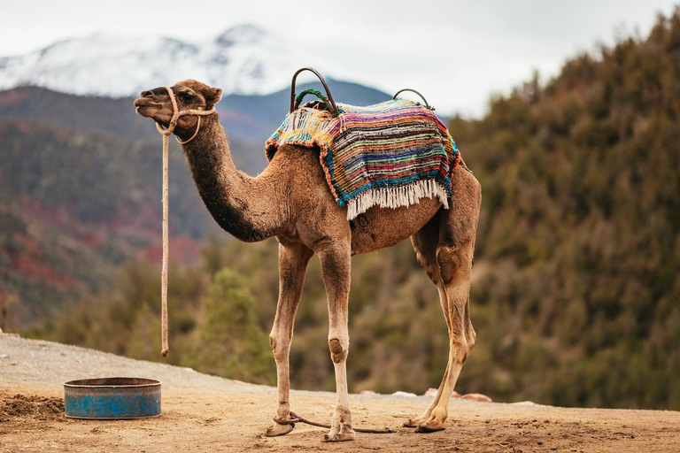Marrakech: Ourika Waterfalls, Atlas Mountains, Guide & Lunch Guided Ourika Valley Day Trip with Lunch Included (Top Pick)