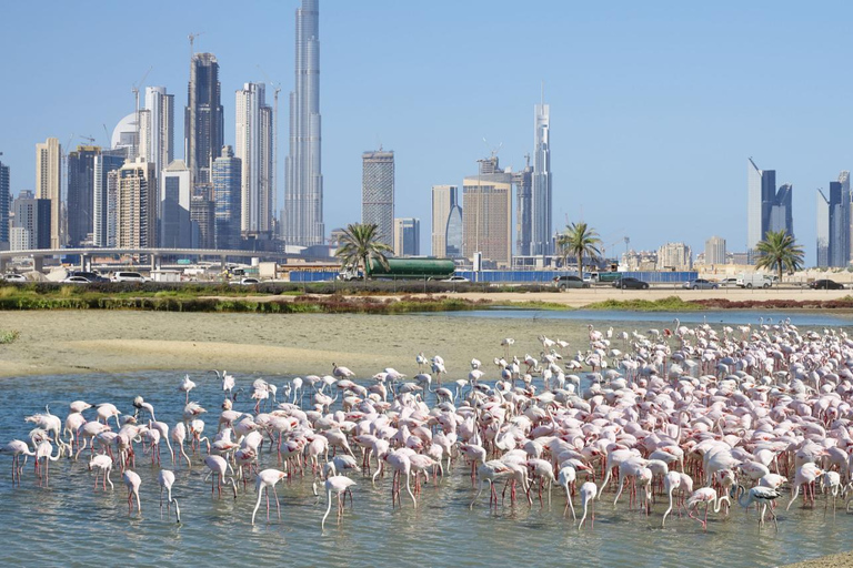 Dubai: Family Friendly Desert Tour with Flamingo Sanctuary