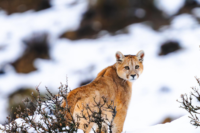 Puma Tracking (Puma spotting) - Torres del Paine Puma Tracking (Puma Sighting) - Torres del Paine