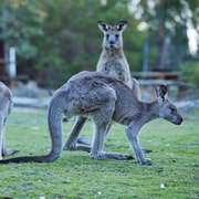 Wallabies and Wine – Hunter Valley Adventure Private Tour