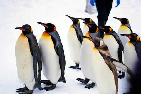 Asahiyama Adventure: Zoo+Waterfalls & Blue Pond Day Tour Meet at Exit 31 of Odori Park Subway Station