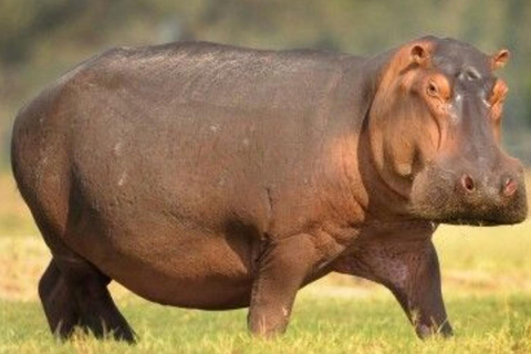 Pietermaritzburg: Scholars Small Group St Lucia Hippo Tour