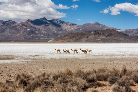 Arequipa: Colca Canyon 2 Tage und 1 Nacht im Colca Canyo