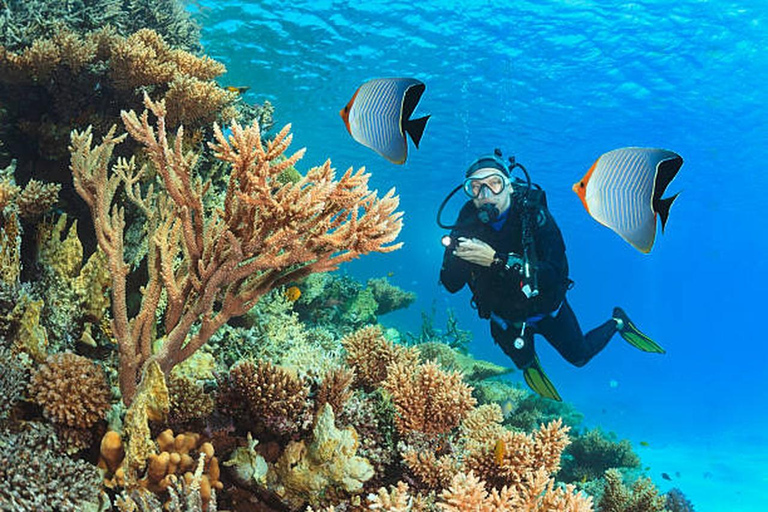 Hurghada: Dive Experience for Beginners or Certified Divers Full-Day Scuba Diving for Certified Divers