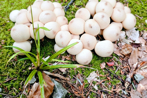 Tegernsee to Schliersee: Guided panoramic hike on the Prinzenweg