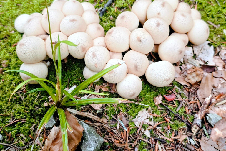 Tegernsee to Schliersee: Guided panoramic hike on the Prinzenweg