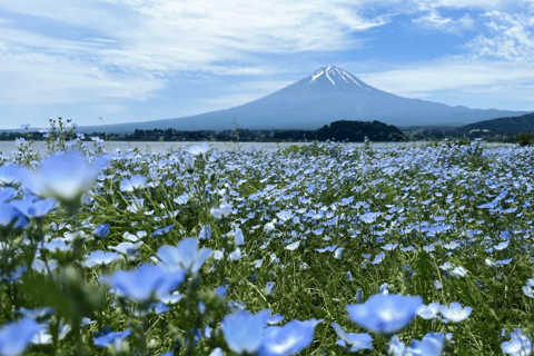 Tokyo: Mountain Fuji Private Full Day Tour with transfer Mount Fuji: Private Tour (Guided tour included) Max 5 pax