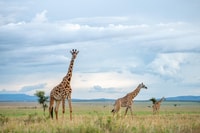 Aventura Safari día completo privado en el Parque Nacional Addo - Hizvo