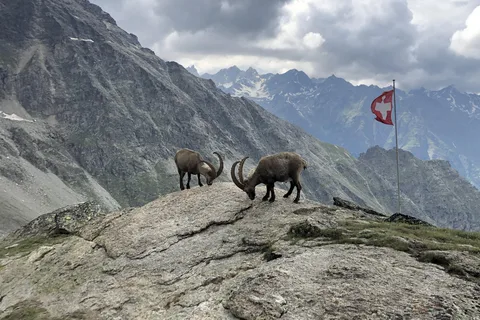 Montreux: Guided Alpine Hiking Adventure