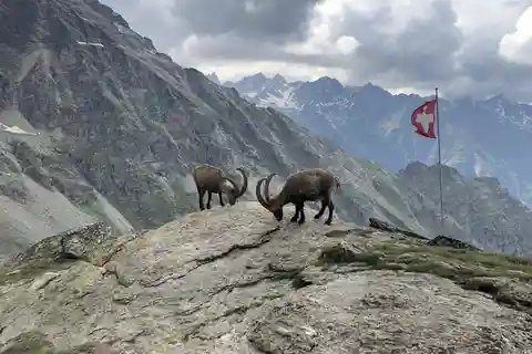 Montreux: Guided Alpine Hiking Adventure