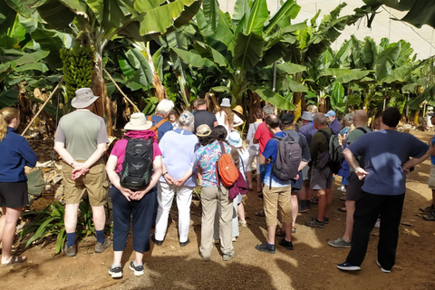 Canarian Wine Tasting and Banana Plantation Tour in Tenerife