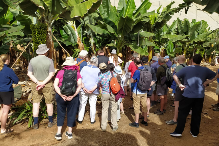 Canarian Wine Tasting and Banana Plantation Tour in Tenerife