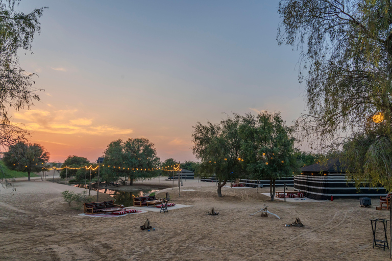 Dubai: Safari serale nel deserto con giro in cammello e osservazione delle stelleTour condiviso con vista sul tramonto