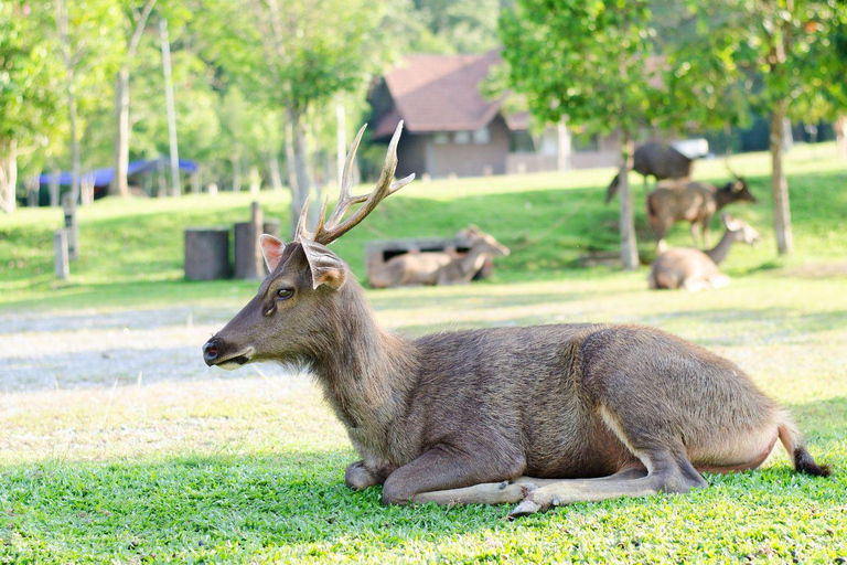 From Bangkok: Khao Yai National Park Day Trip