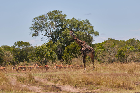 2-Day Tsavo East National Park Private Safari