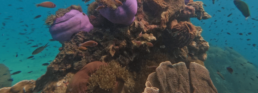 Koh Kood : Excursion en bateau rapide pour la plongée en apnée avec déjeuner et transfert