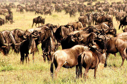 Safári de 9 dias na Tanzânia: Passeio pela Grande Migração do Serengeti