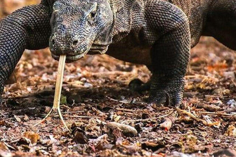 Vanuit Jakarta: Verken safaripark, waterval en theeplantage