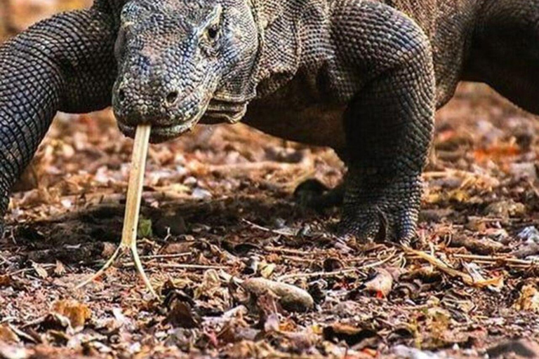 Vanuit Jakarta: Verken safaripark, waterval en theeplantage