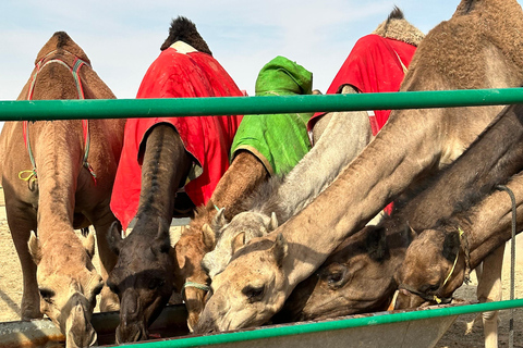 Beduińska kolacja - pustynne safari w pustynnej dzielnicy