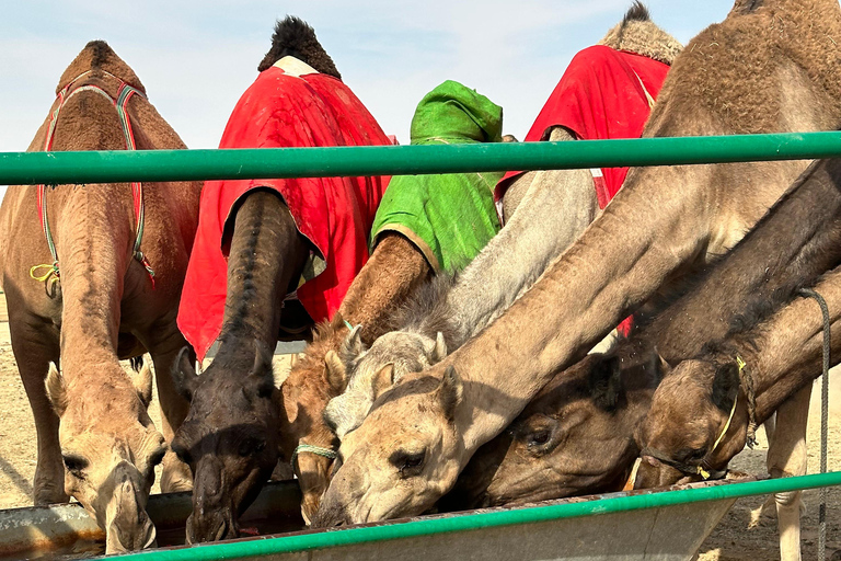 Beduińska kolacja - pustynne safari w pustynnej dzielnicy