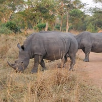 Ziwa Rhino Sanctuary的1天旅行 - Housity