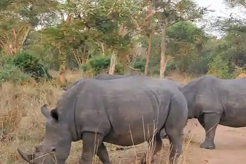 1 day trip to Ziwa Rhino sanctuary