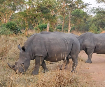 1 day trip to Ziwa Rhino sanctuary