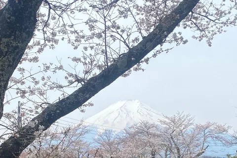 Mount fuji and Hakone day tour with English speaking guide