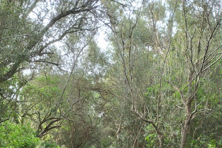 baño de bosque / bany de forêt