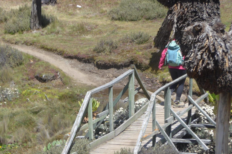 Da Nairobi: Esperienza di trekking di 4 giorni sul Monte KenyaDa Nairobi: 4 giorni di trekking sul Monte Kenya