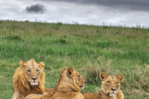 Parque Nacional de Nairobi Privado: Excursão de meio dia com safáriParque Nacional de Nairobi: Tour particular em van com teto aberto