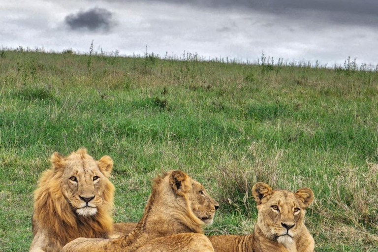 Parque Nacional de Nairobi Privado: Excursão de meio dia com safáriParque Nacional de Nairobi: Tour particular em van com teto aberto