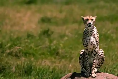 Desde Zanzíbar: safari de 5 días con todo incluido por el norte del Parque Nacional.