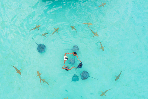 Moorea Shared Boat Tour Whale Swimming and Snorkeling Moorea 4H Shared Boat Tour Whale Swimming and Snorkeling